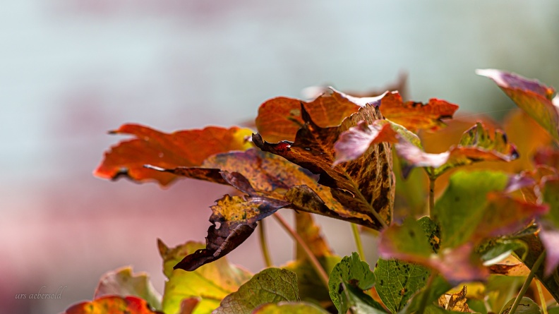 Herbst-Impressionen-2860.jpg
