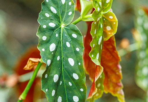 26-04-28 BotanischerGarten D5V 7600