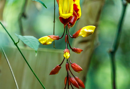 26-04-28 BotanischerGarten D5V 7603